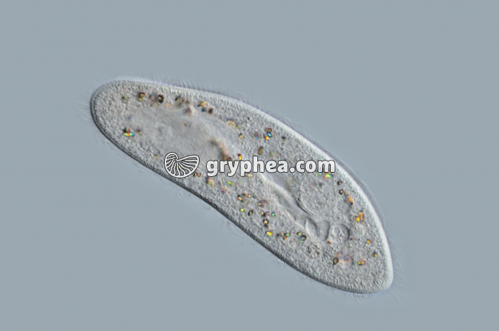 Paramécie x100 - gryphea.com